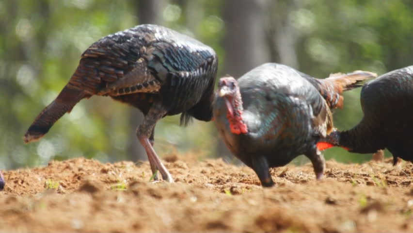 Wild Turkey Feeding Stock Footage Video 2101415 Biology Diagrams