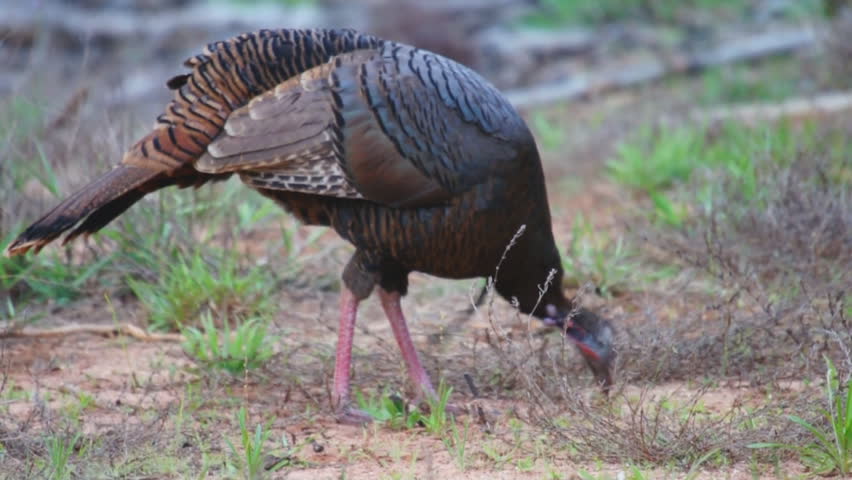 how rare is a bearded hen turkey