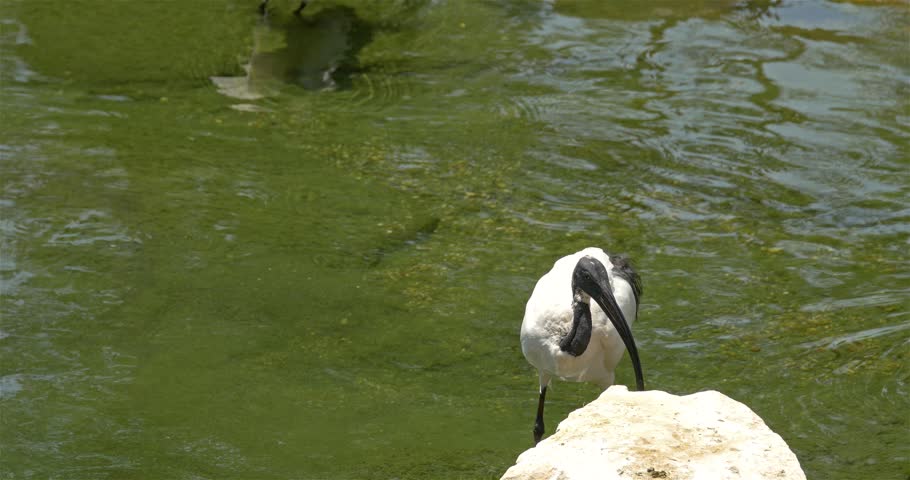 Header of African sacred ibis