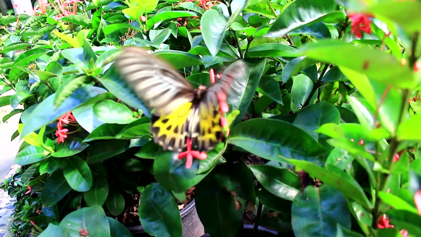Beautiful Butterfly Video 15