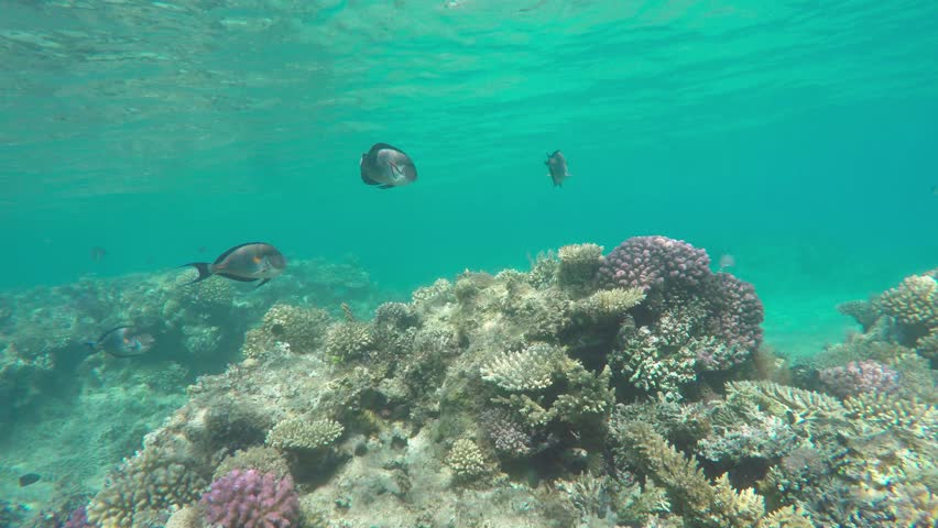 Header of Acanthurus sohal