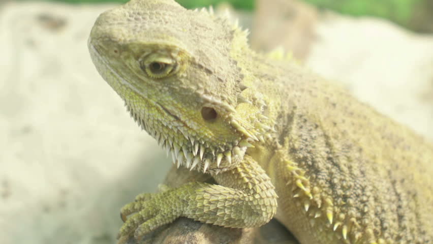 Header of Agama