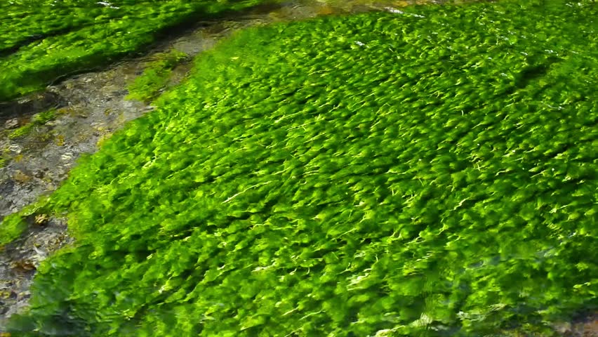 Header of Ranunculus