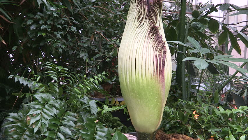 Header of Titan Arum
