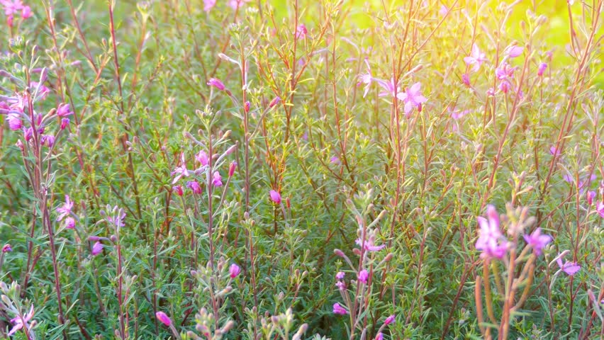 Header of Alpine Willowherb