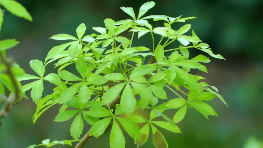 Header of Acanthopanax