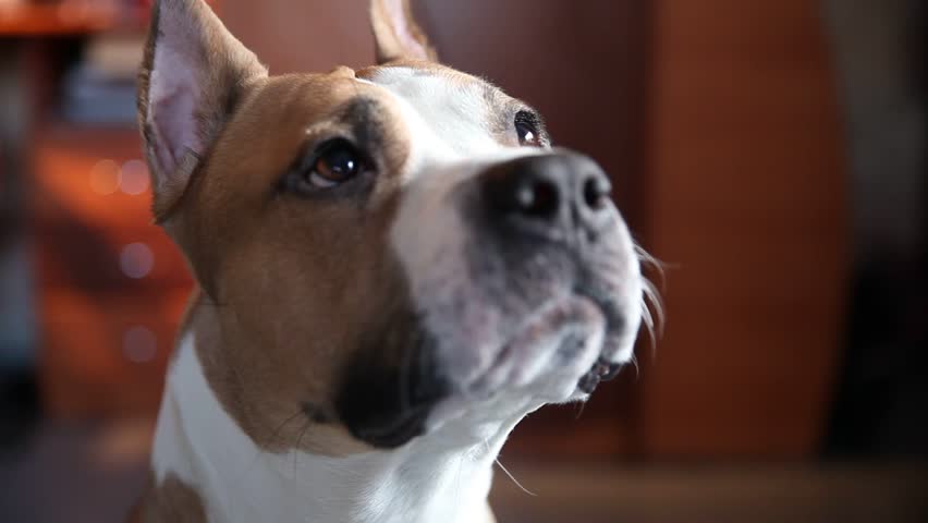 Header of American Staffordshire Terrier