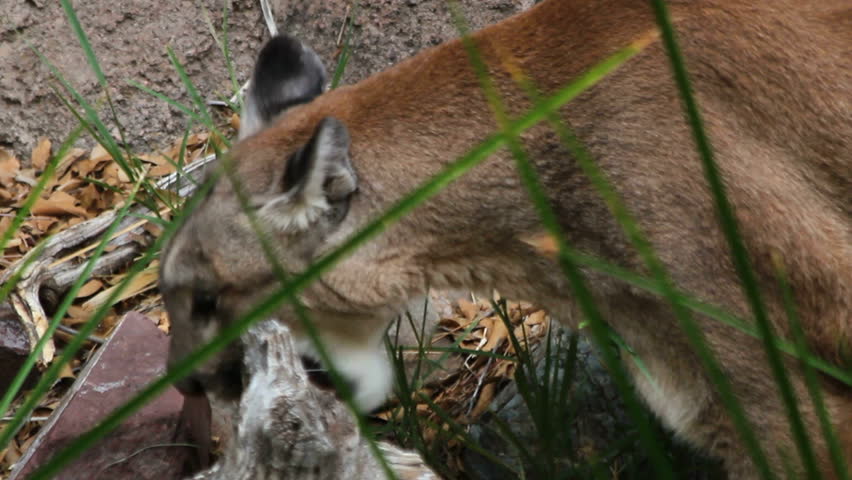 what eats a puma