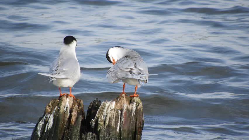 Header of terns