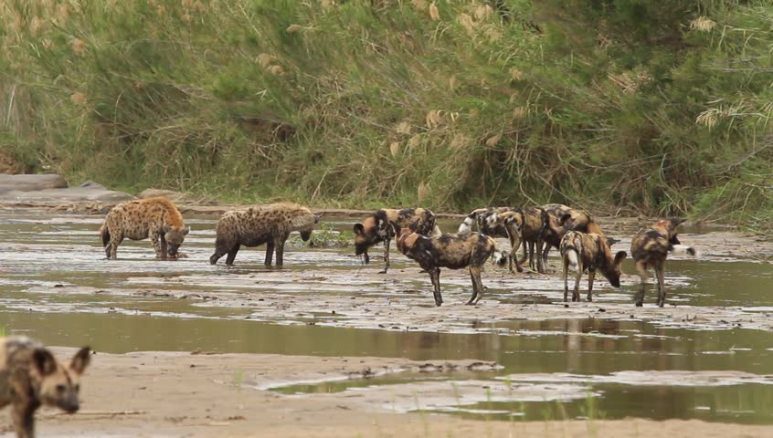 A Spotted Hyena Stands Guard While Another Spotted Hyena Is Eating So