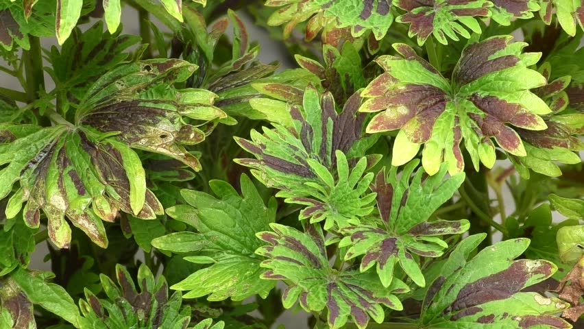 Header of coleus
