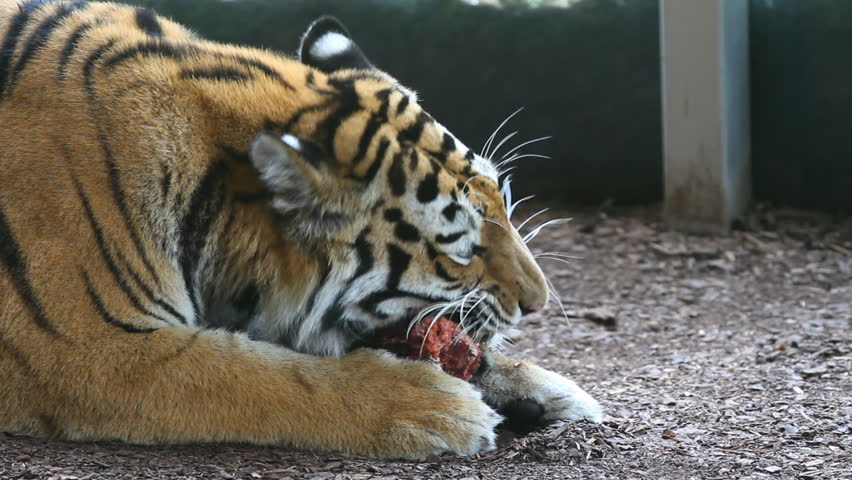 Tiger Eating A Piece Of Meat. Slow Motion Stock Footage Video 2915731