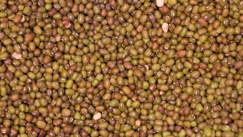 Header of Acanthoscelides Obtectus