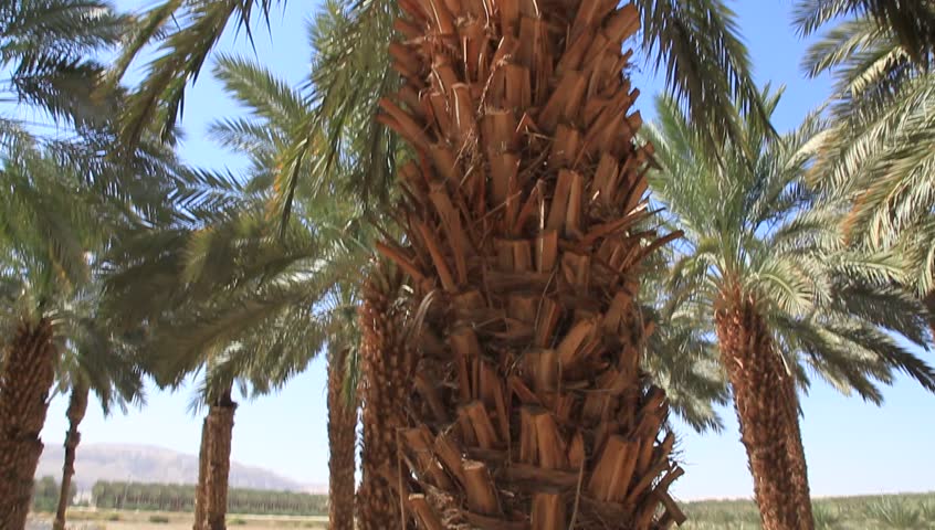 date palm definition