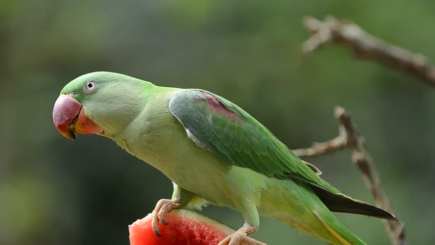 Header of Alexandrine parakeet