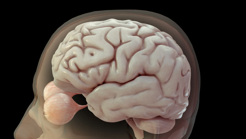 Realistic 3D Anatomical Model Showing Central Nervous System Including