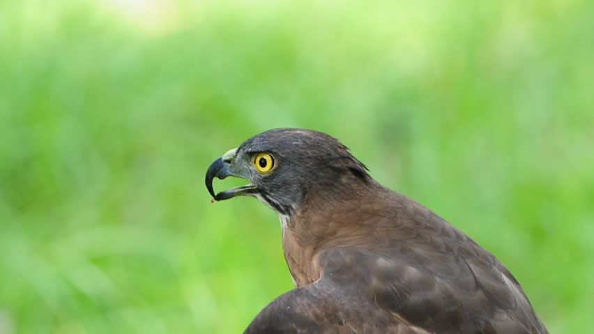 Header of Accipiter trivirgatus