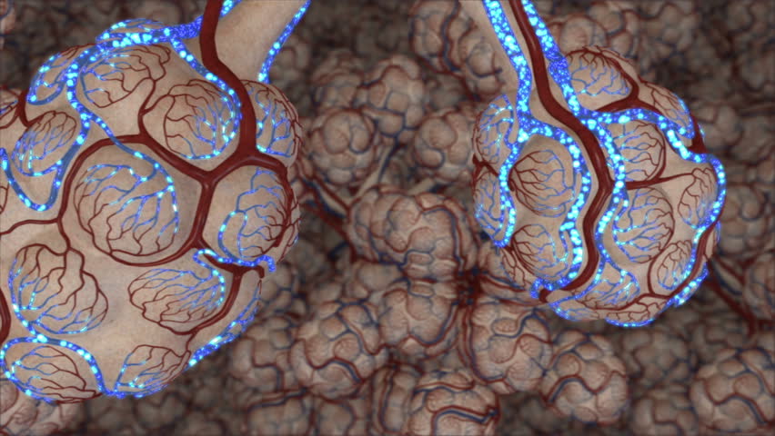 Perfusion Of The Red Blood Cells Within The Pulmonary Venules With The