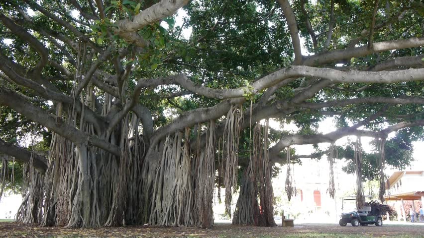 Banian Tree Stock Footage Video 3145969 - Shutterstock