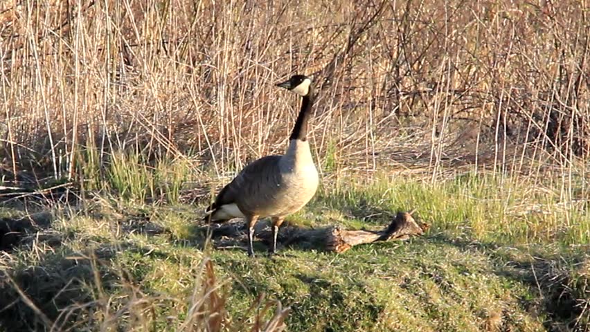 ducks unlimited waterfowl migration map hunting reports ducks unlimited waterfowl migration map hunting reports