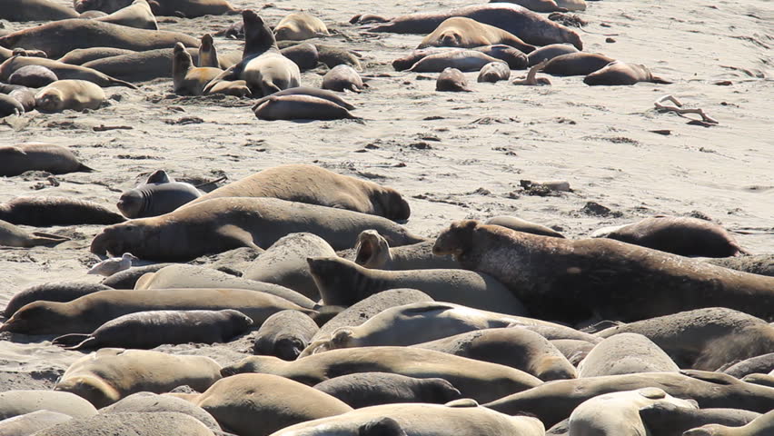 Elephant Seal Bulls, Pups And Mothers On A Beach. Covering Themselves