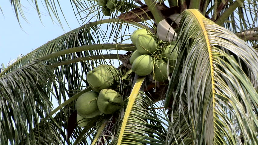 coconuts-growing-in-the-palm-tree-stock-footage-video-3304208