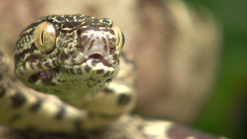 Header of Amazon Tree Boa