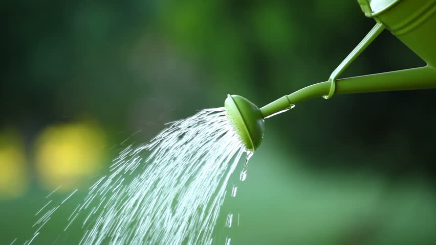 watering a healthy garden