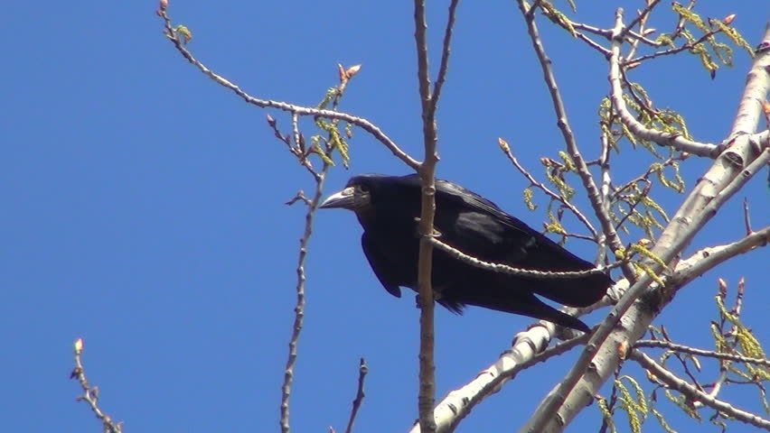 Three black crows sat on a tree