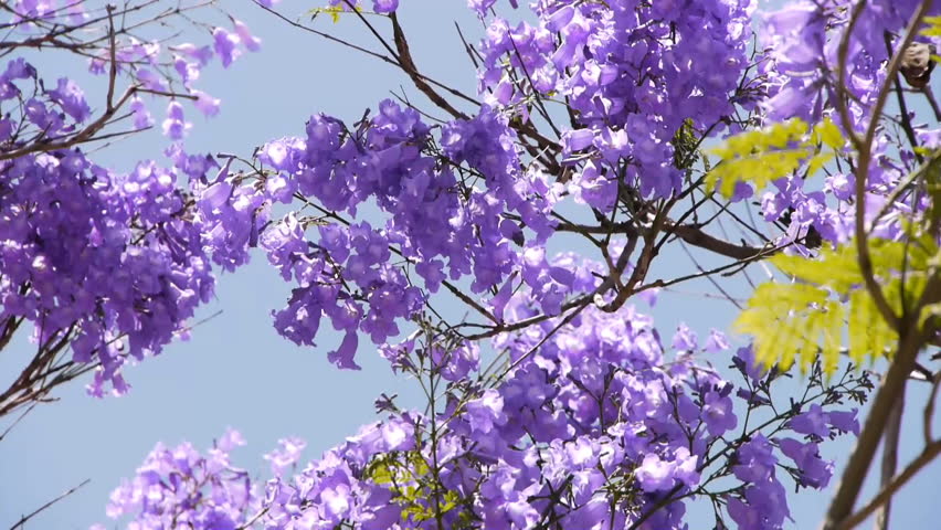 Jacaranda Tree In Full Bloom Stock Footage Video 3959251 - Shutterstock