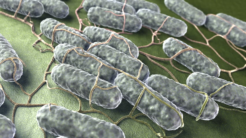 Escherichia Coli Bacteria (E. Coli) Under Microscope, Magnification 1000X Stock Footage Video ...