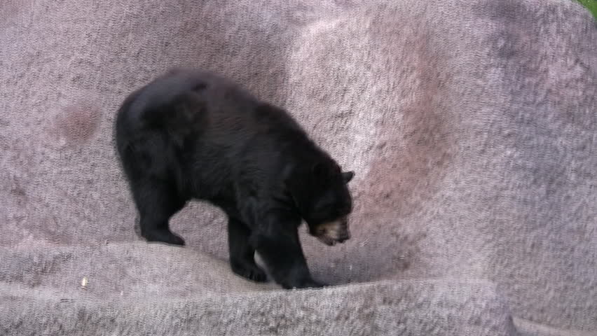 Header of American black bear