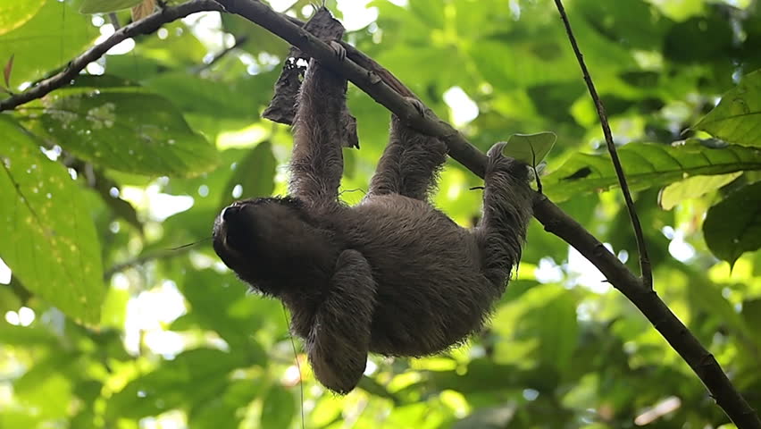 wild republic hanging sloth