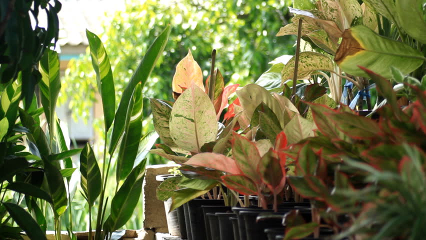 Header of Aglaonema