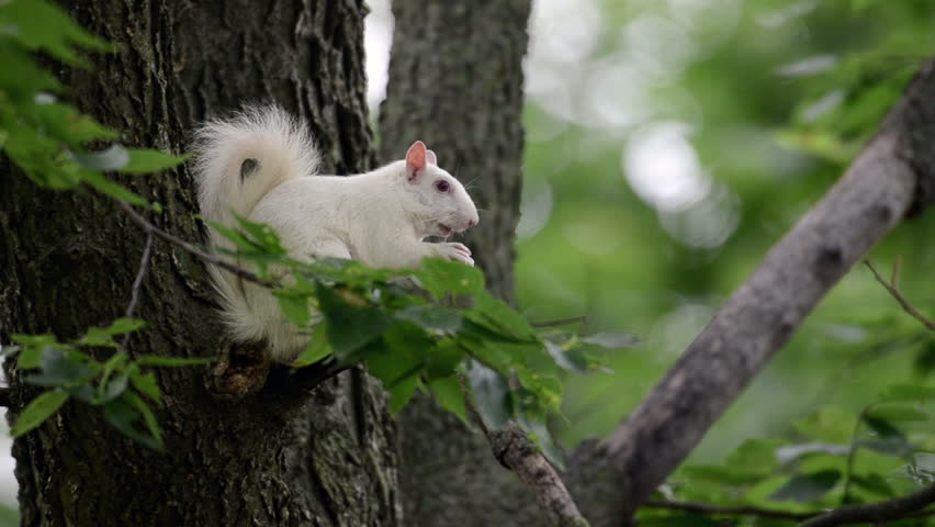 Are white squirrels rare?