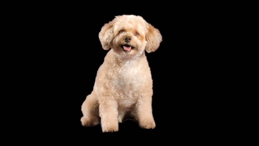 Channel Live Walks With My Dog Channel Live Walks With My Dog