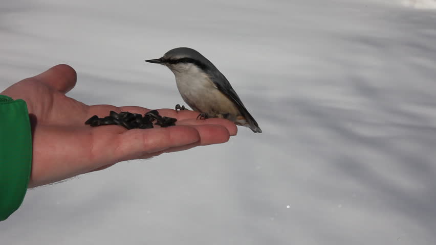 Birds Eating Seeds From The Hand Stock Footage Video 452872 - Shutterstock