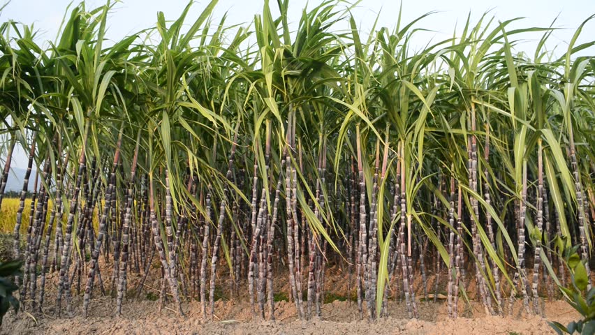 india-needs-to-be-urgently-de-addicted-from-sugarcane-farming-and-sugar