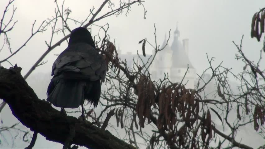 Three black crows sat on a tree