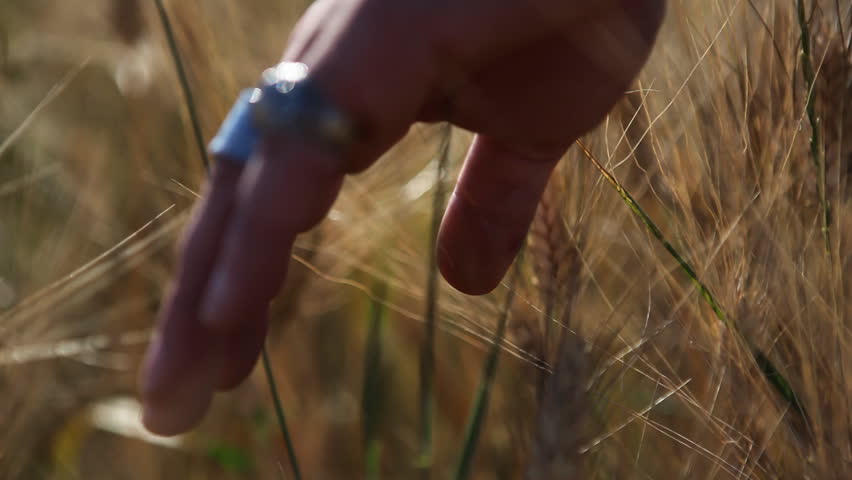 Male hand is gliding over crop field - HD stock video clip