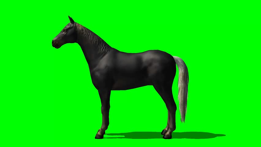 Black Horse Trots Animation - Animal Green Screen Video Footage Stock