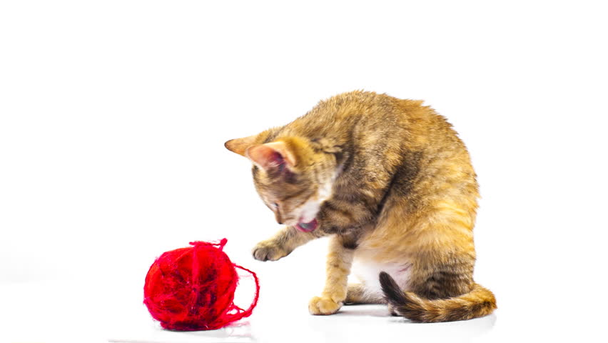 cat playing with wool