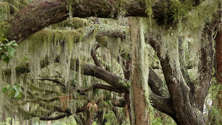 oak-trees-covered-in-spanish-moss-stock-footage-video-6552098