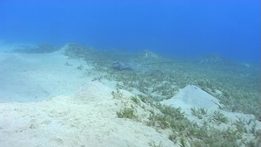 Header of Aetobatis narinari