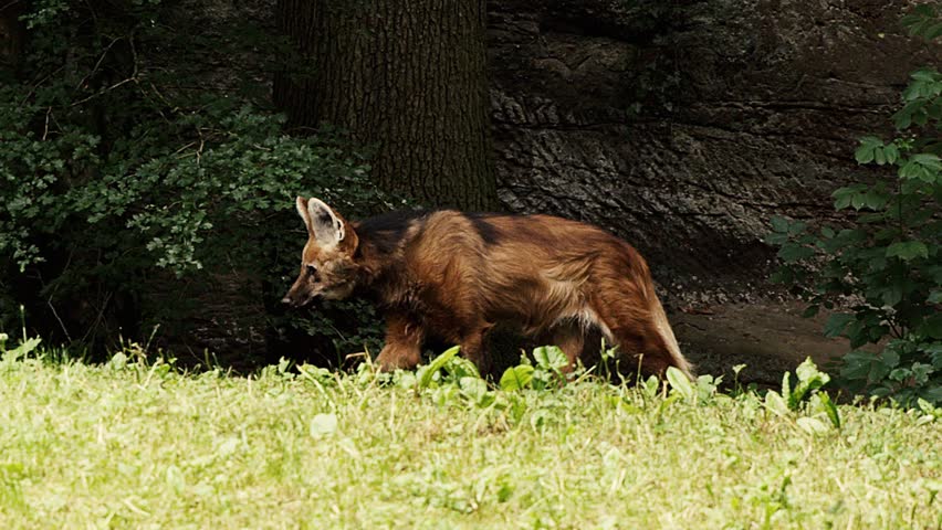 Maned Wolf Chrysocyon Brachyurus In Slow Motion Stock Footage Video