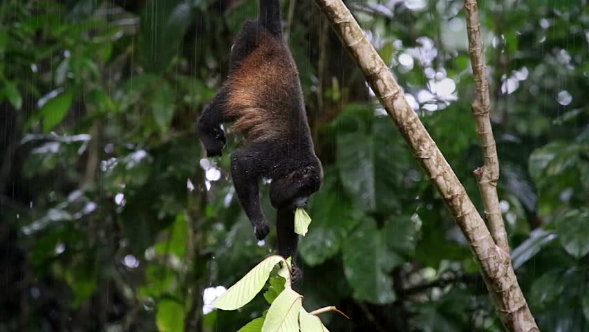 Mantled Howler (Alouatta Palliata), Or Golden-mantled Howling Monkey