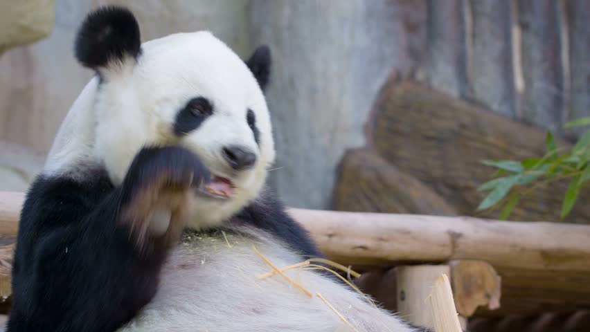 Video 1080p - Funny Panda Eating Bamboo Stock Footage Video 7041535