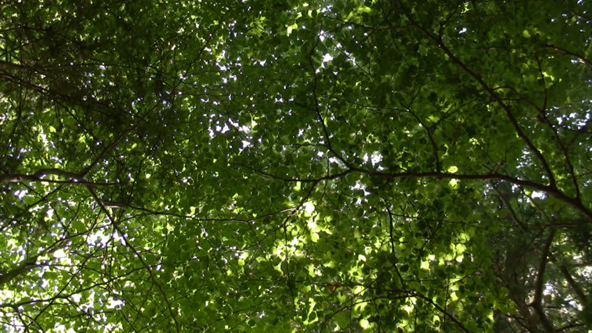 Forest and sun flare - HD stock video clip