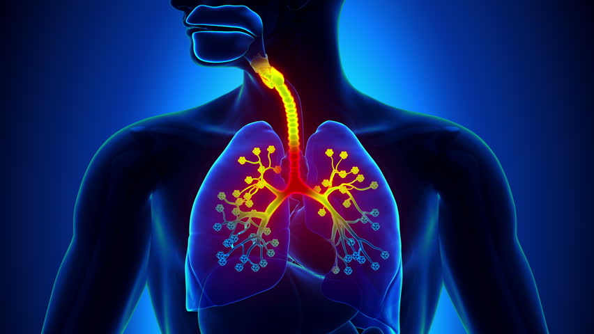 Breathed In Air Flow Through Trachea Bronchi Bronchioles Alveoli