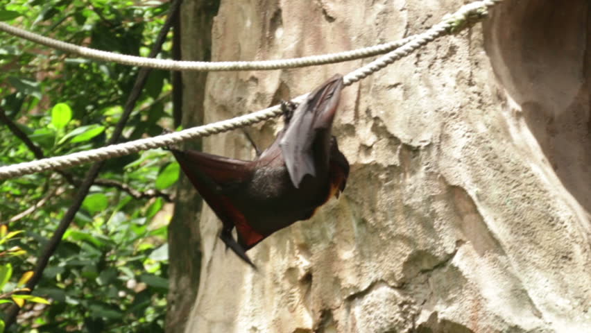 Header of Acerodon jubatus
